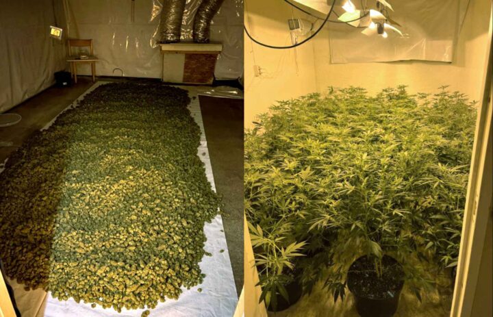 Litauere dømt etter mafia&shy;para&shy;grafen for canna&shy;bis&shy;plantasjer&nbsp;<span>(+)</span>