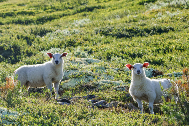 Veterinærinstituttet hevder at klima&shy;endringer rammer beitedyr&nbsp;<span>(+)</span>