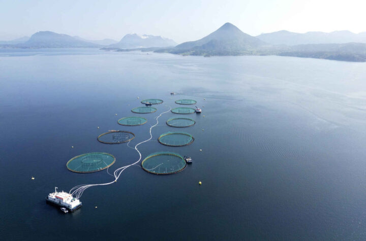 Nettavisen presser Norgesgruppen til å slutte med Mowi-laks&nbsp;<span>(+)</span>