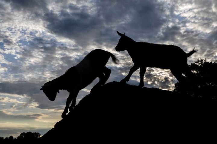 De fleste geitene på Kvist er avlivet: – Grotesk