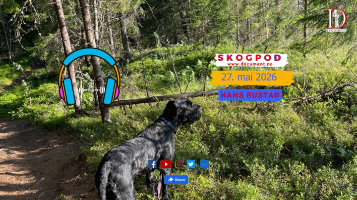 Skogpod 27. mai 2026