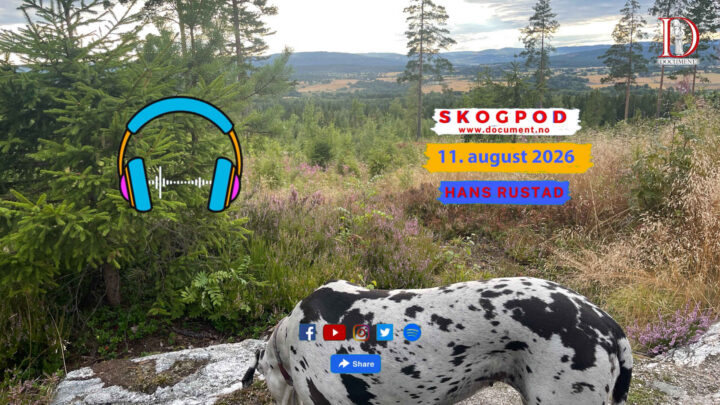 Skogpod 11. august 2026